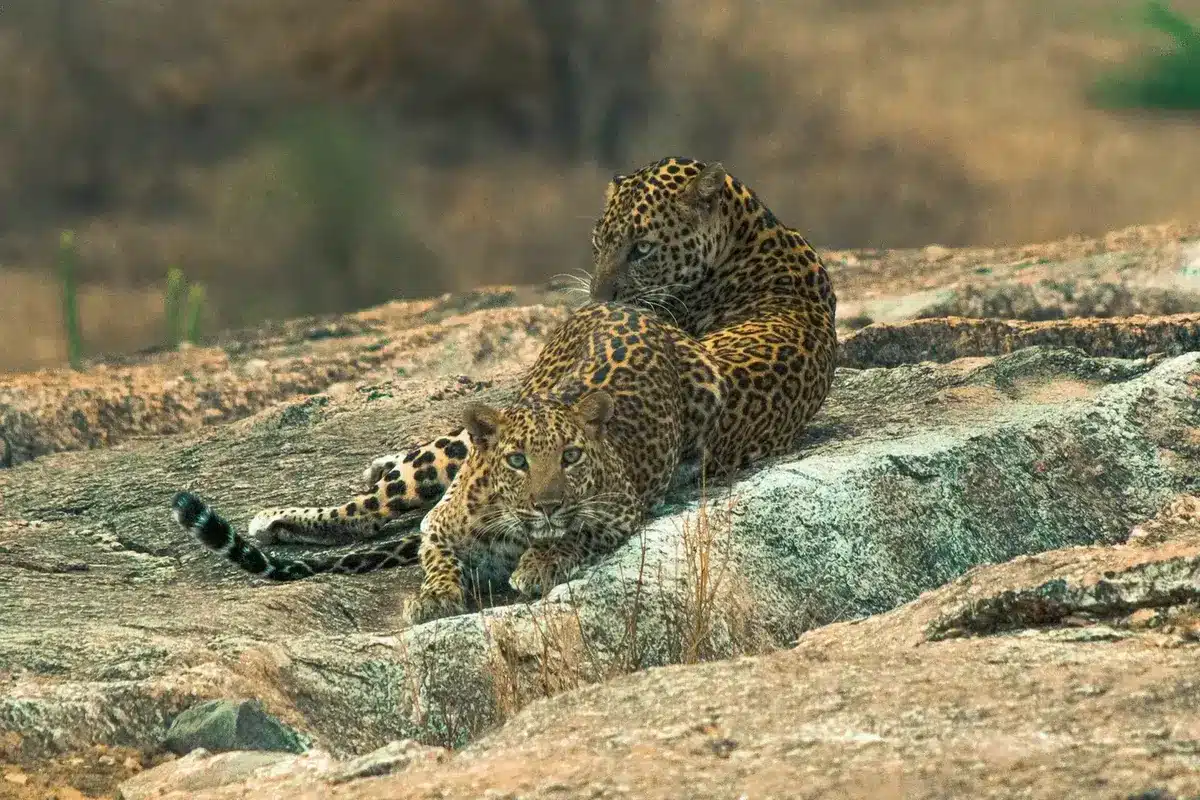 Leopard of Jawai Hills