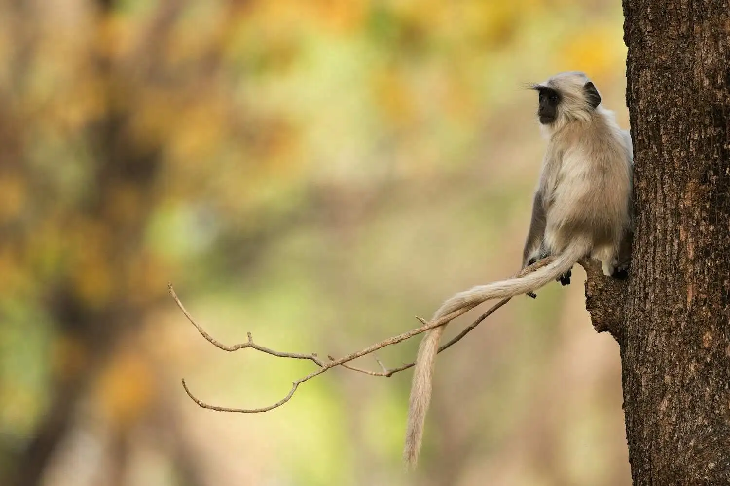 Monkey of Kanha