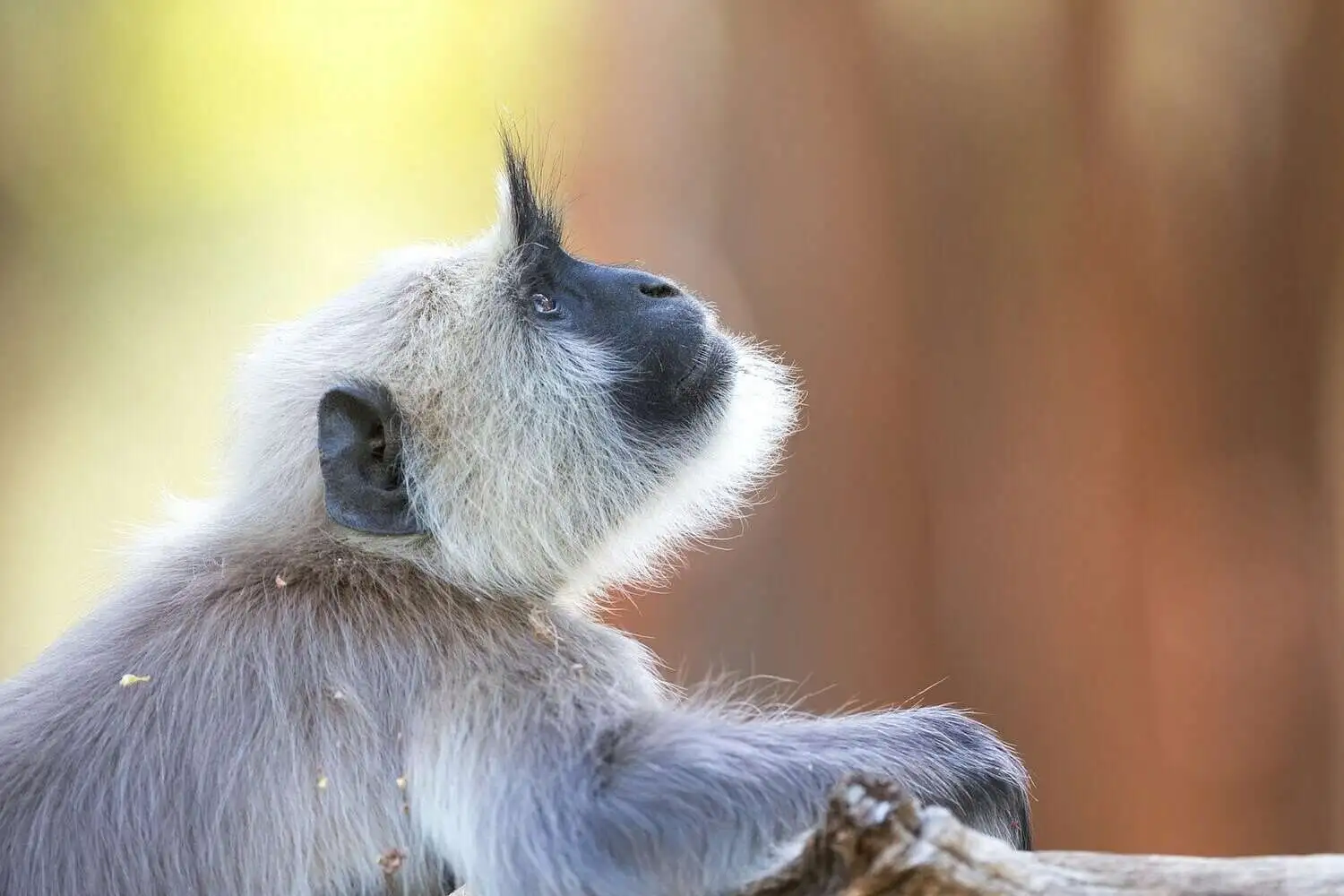 Monkey in Kanha