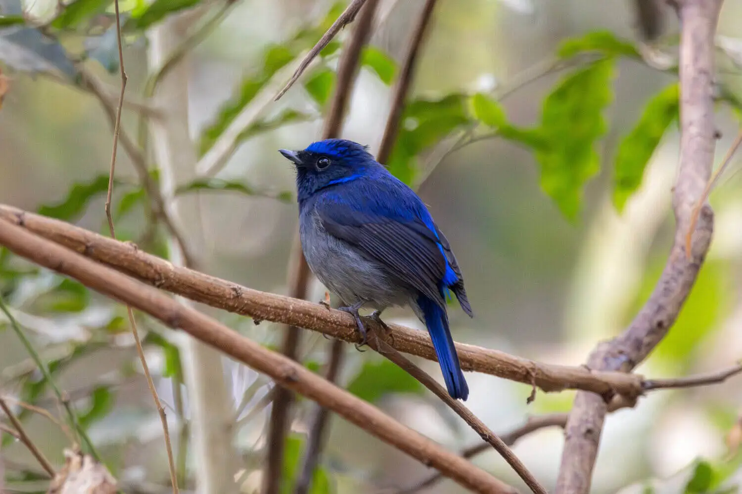 Small Niltava in Pench