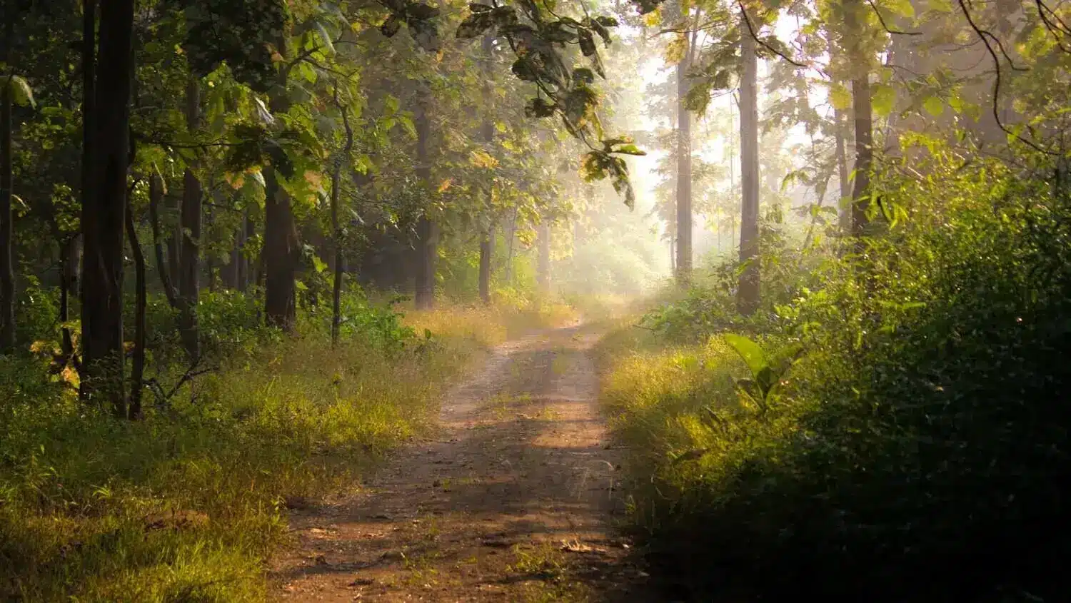 Forest of Pench