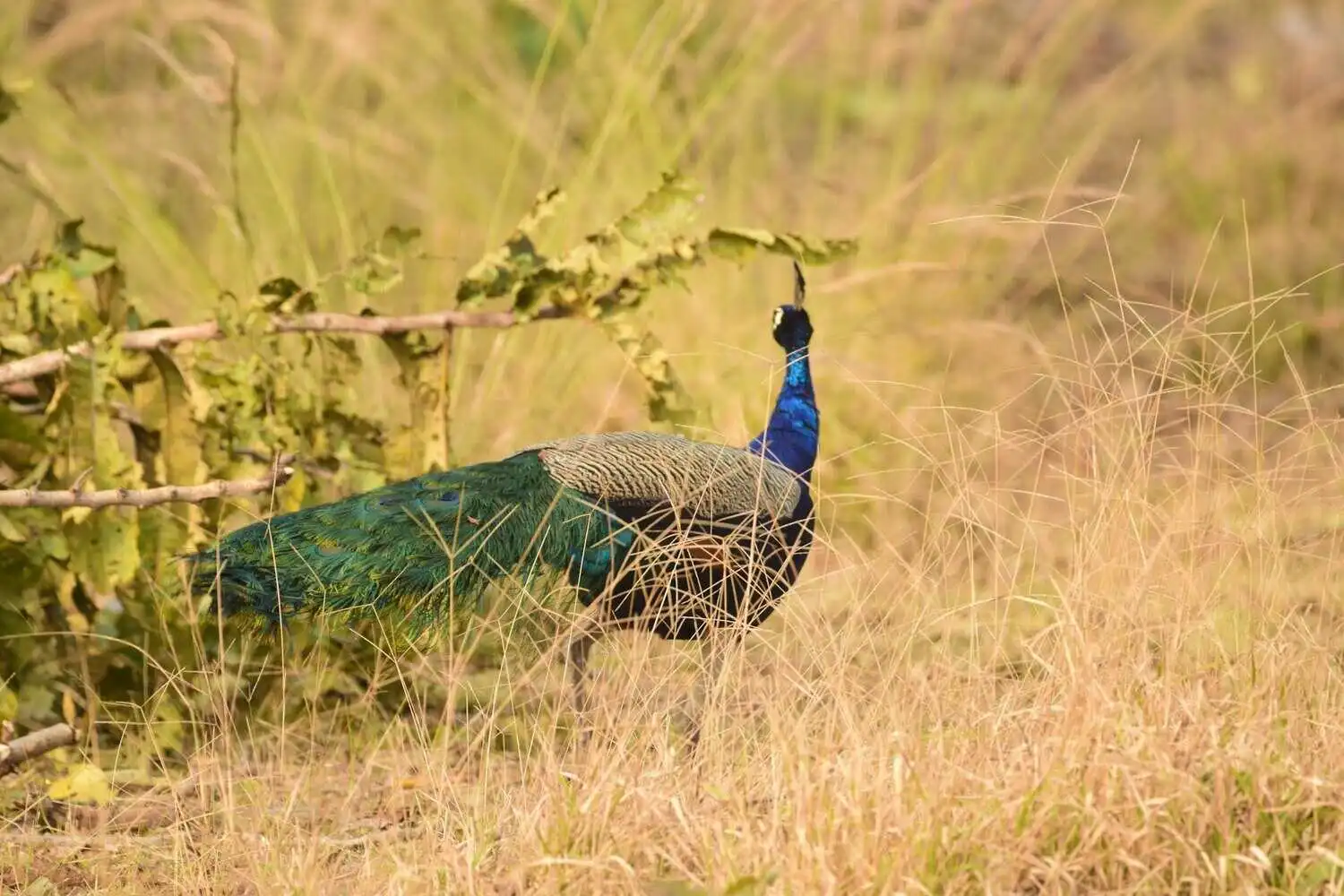 Peafowl of Pench