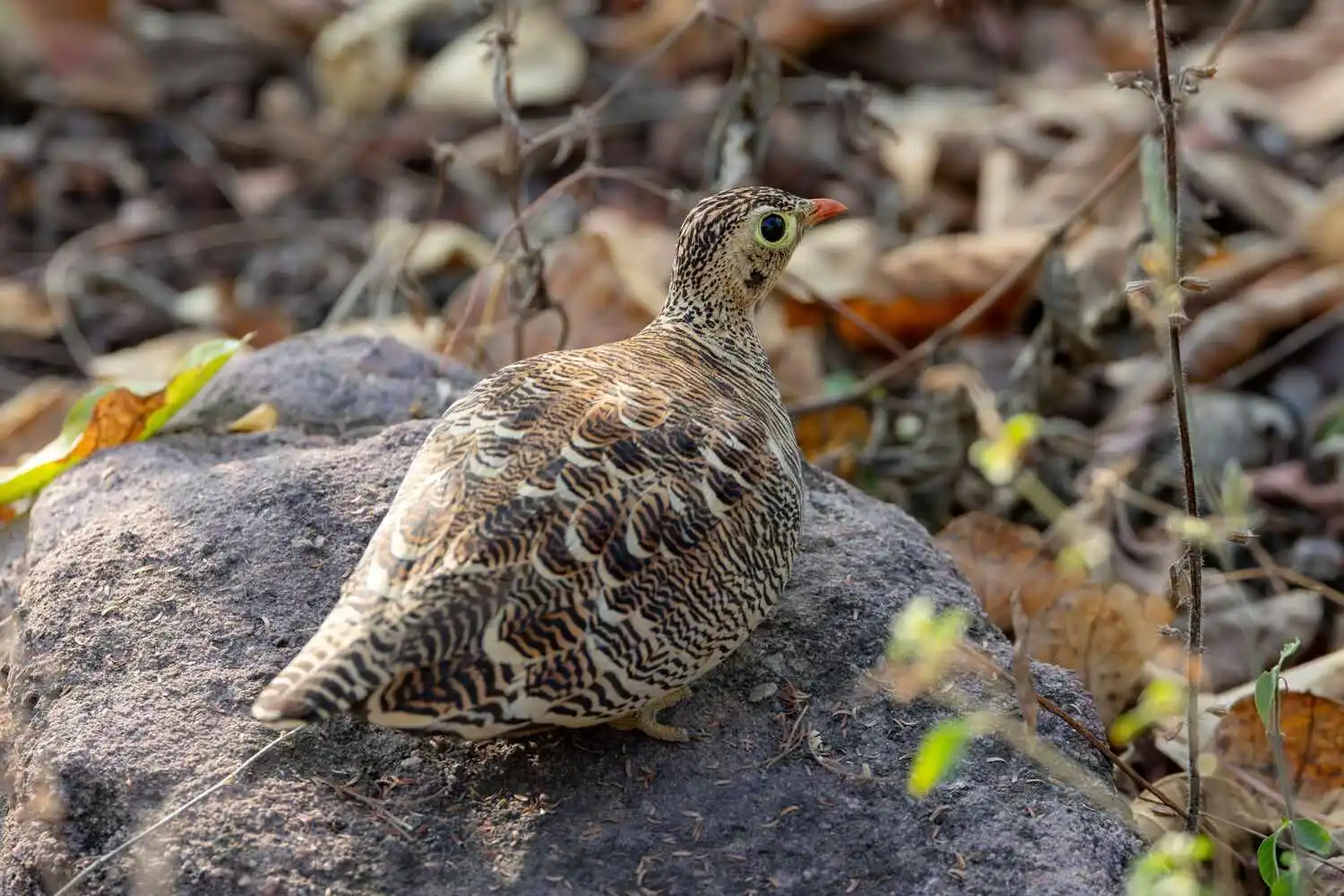 Quail in Pench National Park