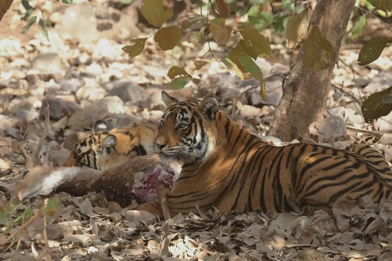 Ranthambore Tiger