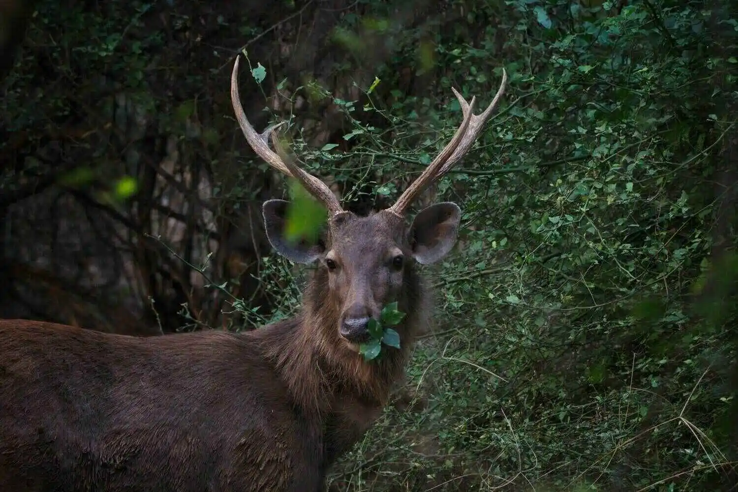 Sambar Deer in Ranthambore