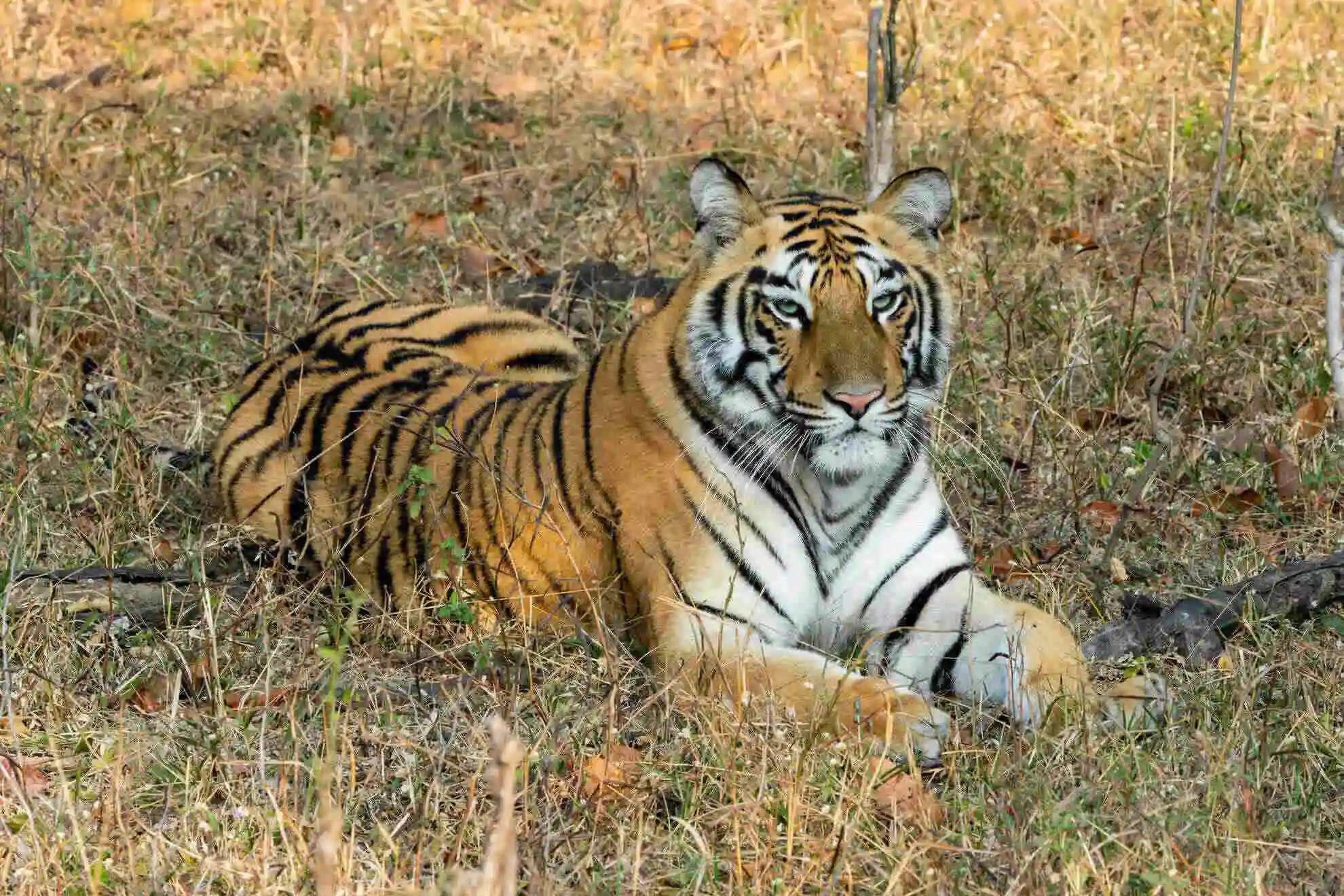 Ranthambore with golden triangle