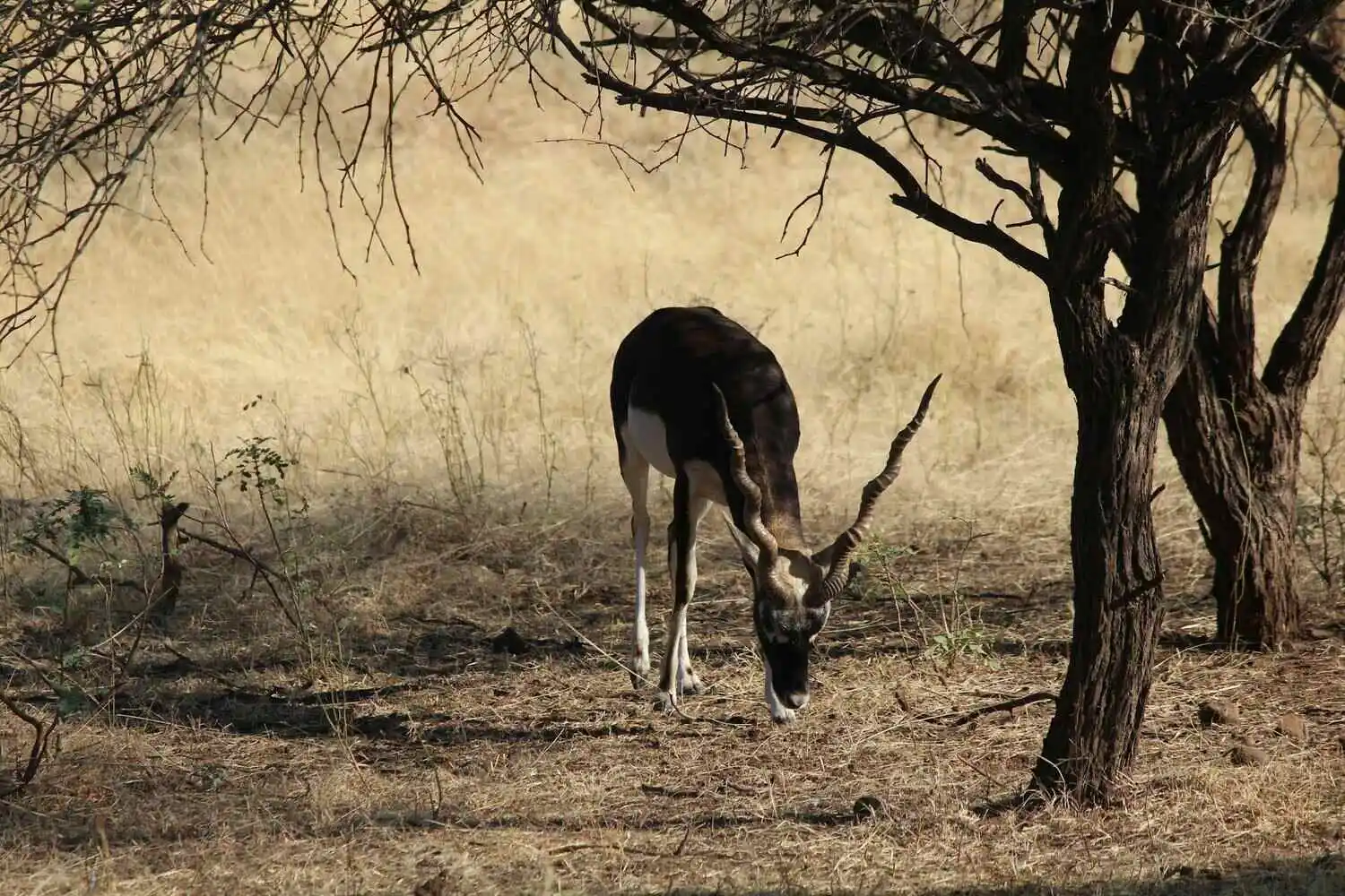 Swamp Deer in Gir