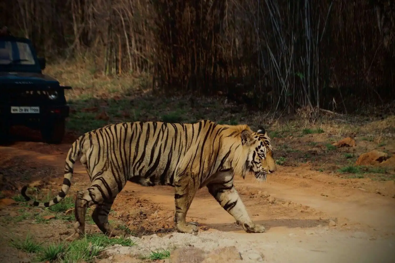 Tadoba Bengal Tiger