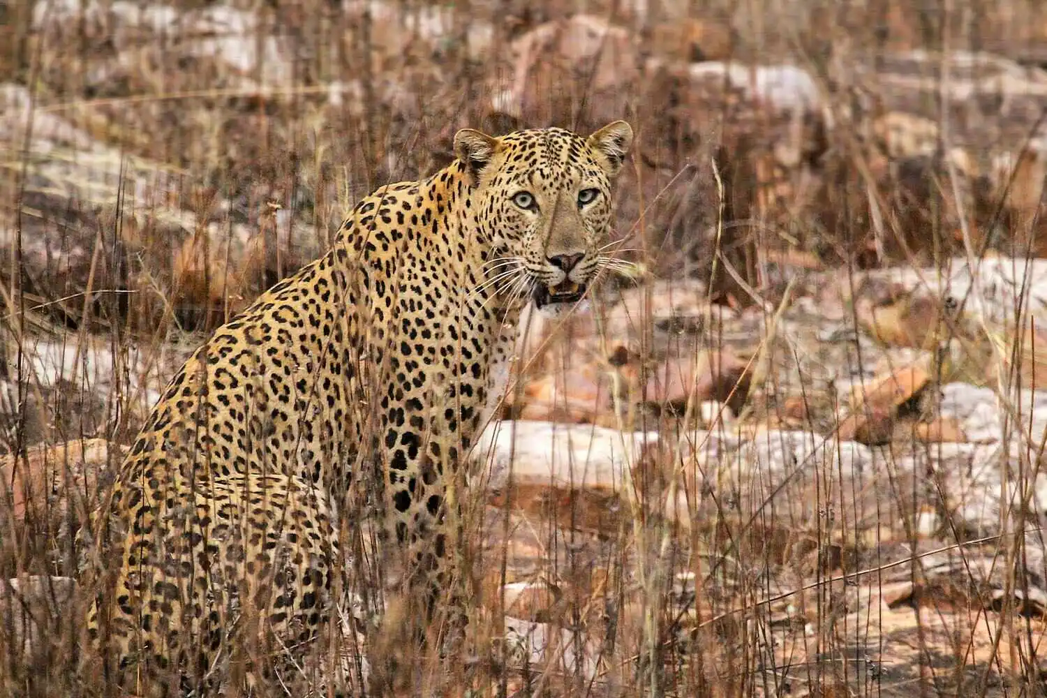 Leopard in Tadoba