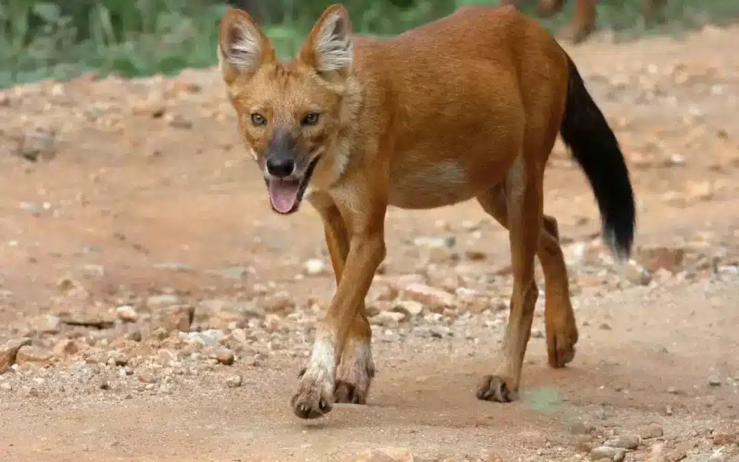 Wild Dogs in India: An Informative Guide to Dholes