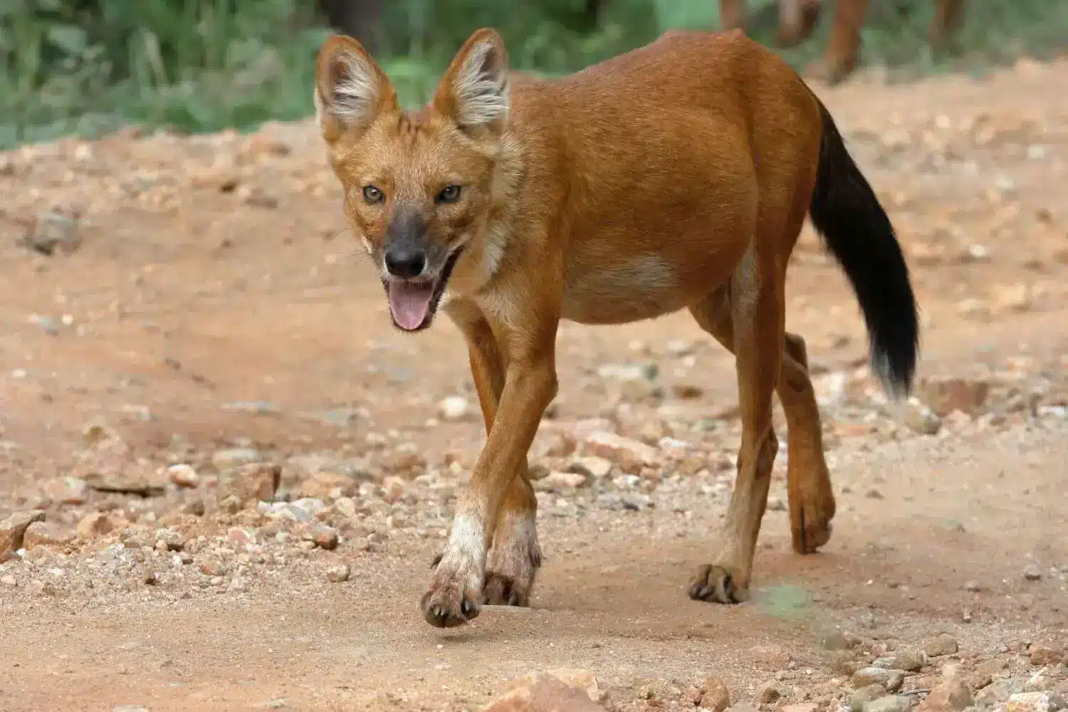 Wild Dog in Tadoba National Park