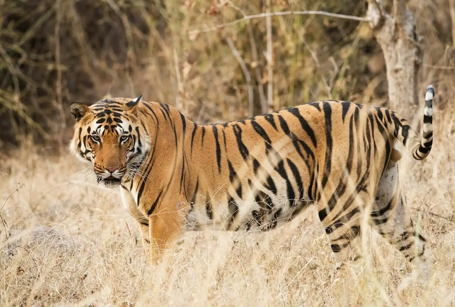 Bengal Tiger in Kanha