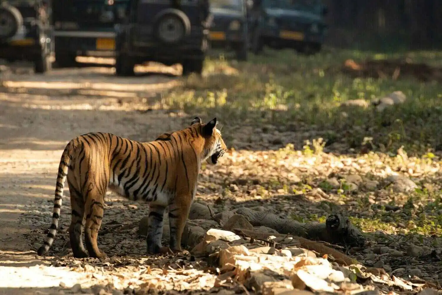 Tiger of Corbett