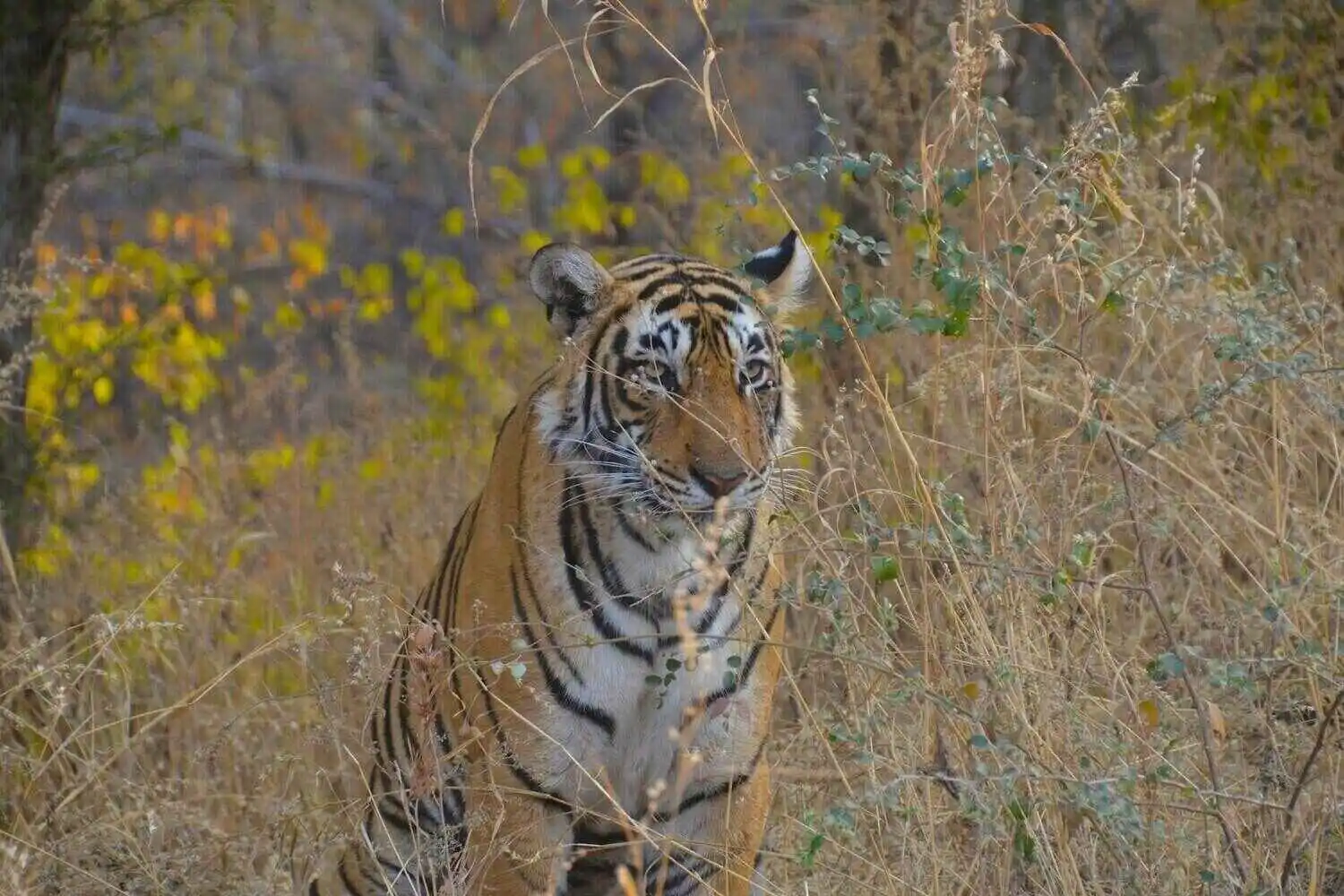 Tiger of Ranthambore