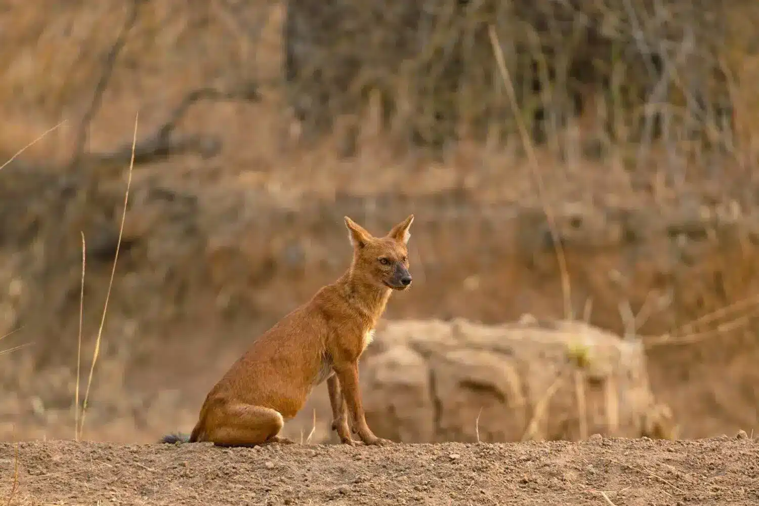 Wild Dog (Dhole) in Tadoba