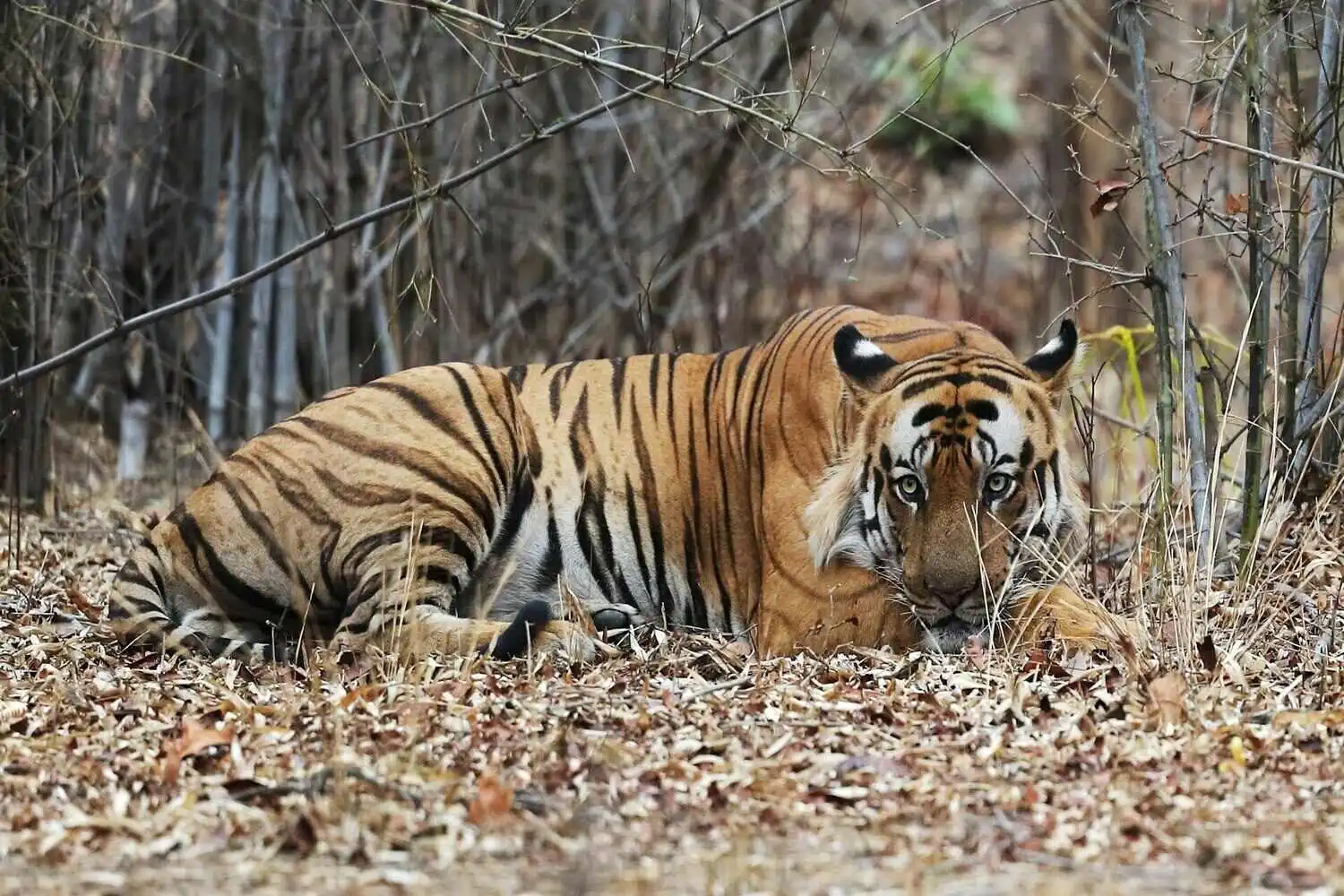 Tiger Laying Down in Bandhavgarh