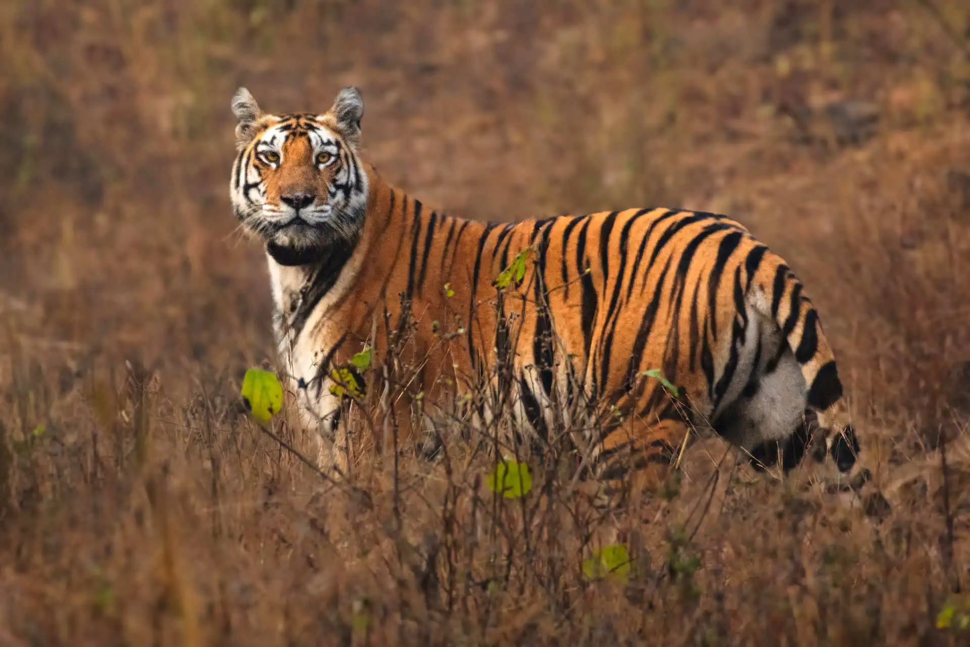 Pench, Kanha & Kaziranga Tour