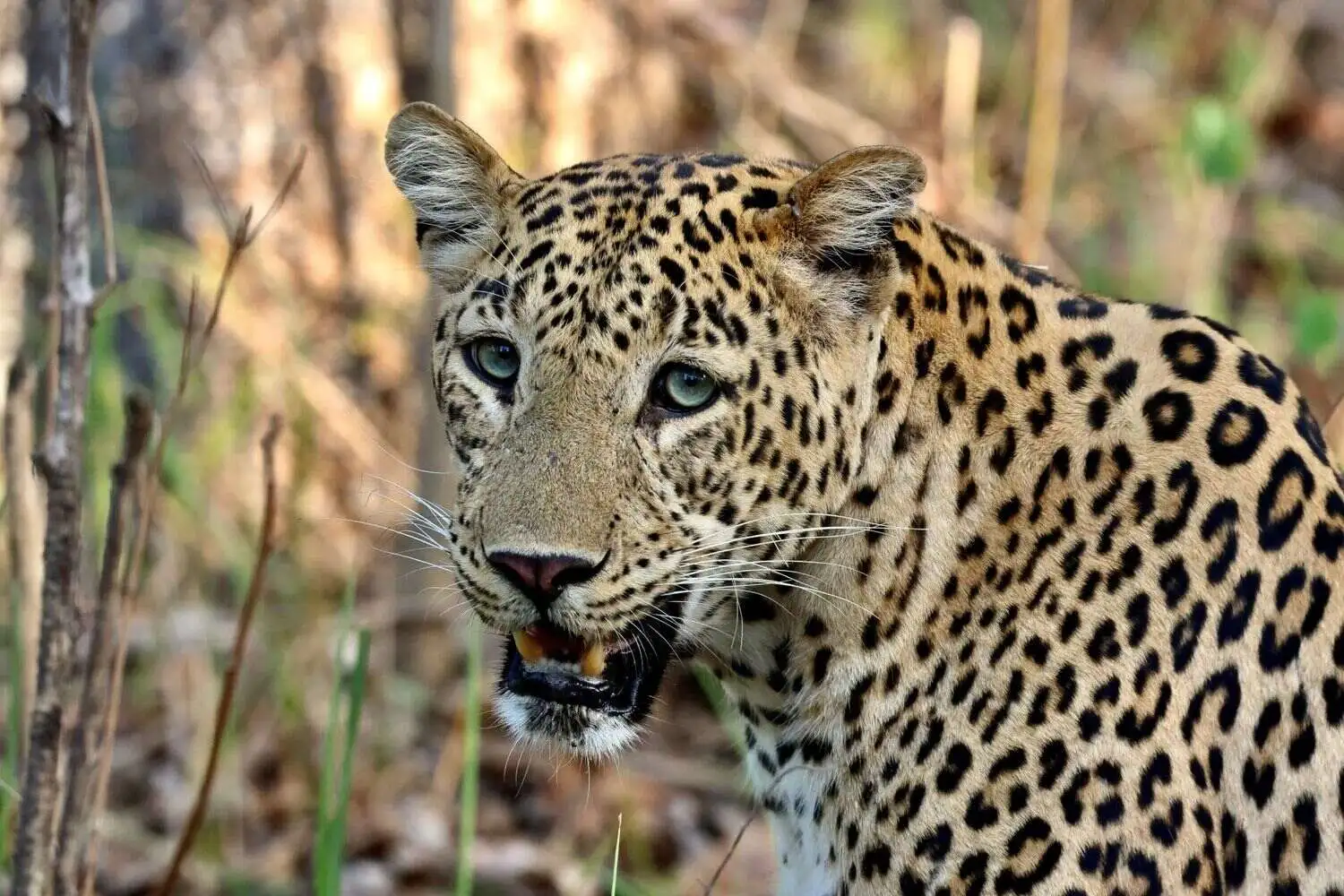 Indian Leopard