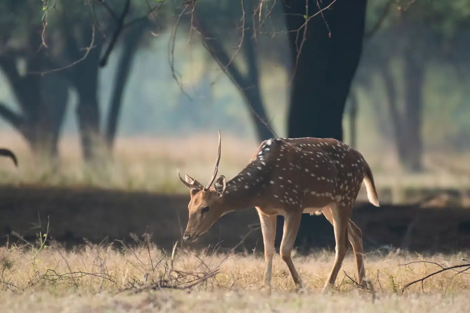 Spotted Deer