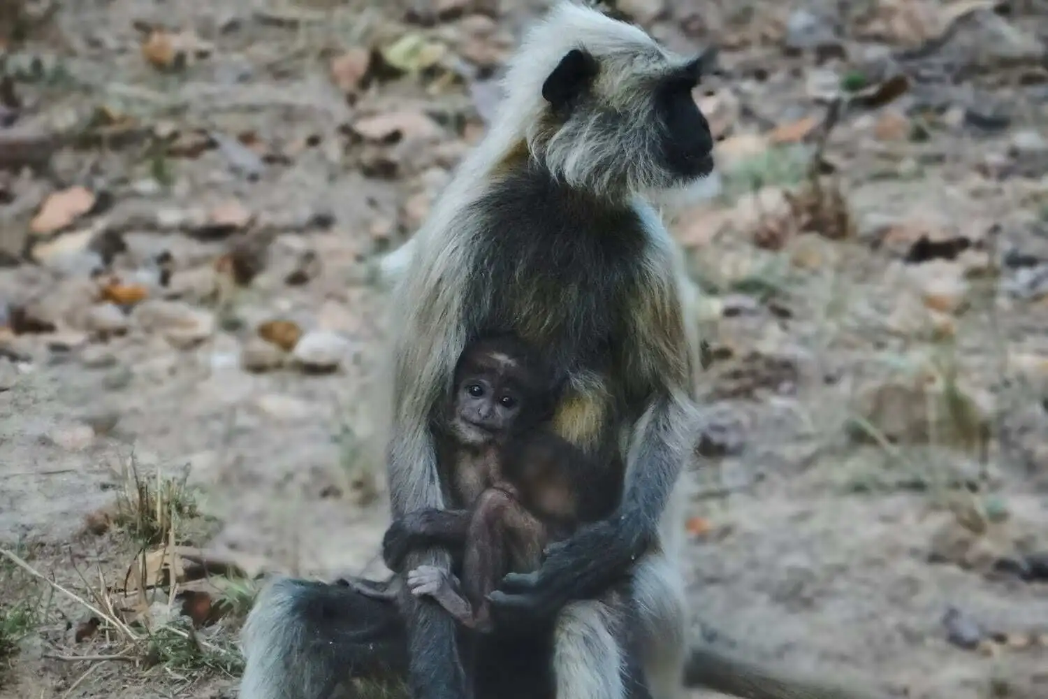 Monkey in kanha with its baby