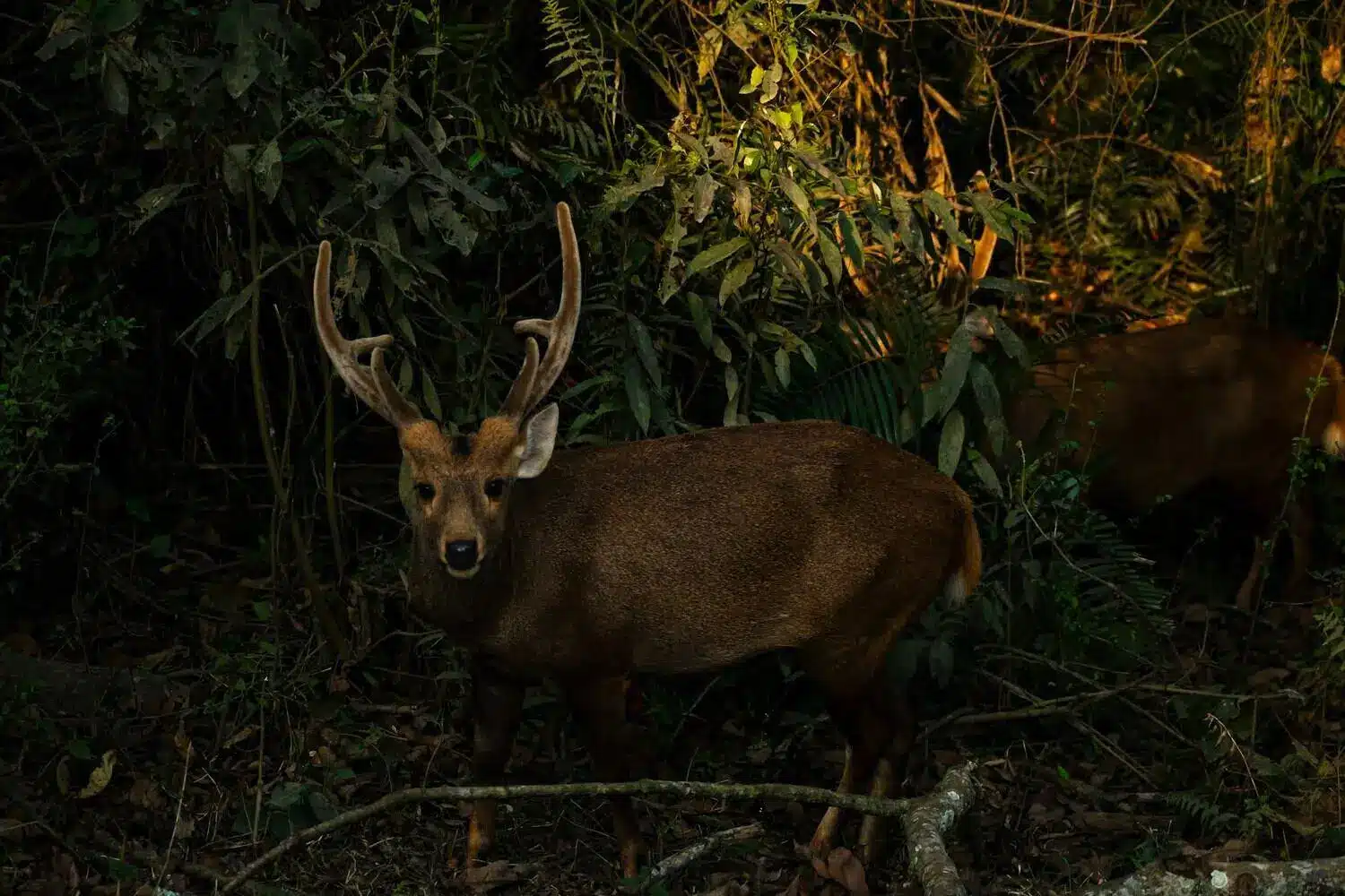 Kaziranga Deer