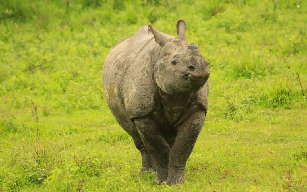 All About the Indian One-Horned Rhinoceros