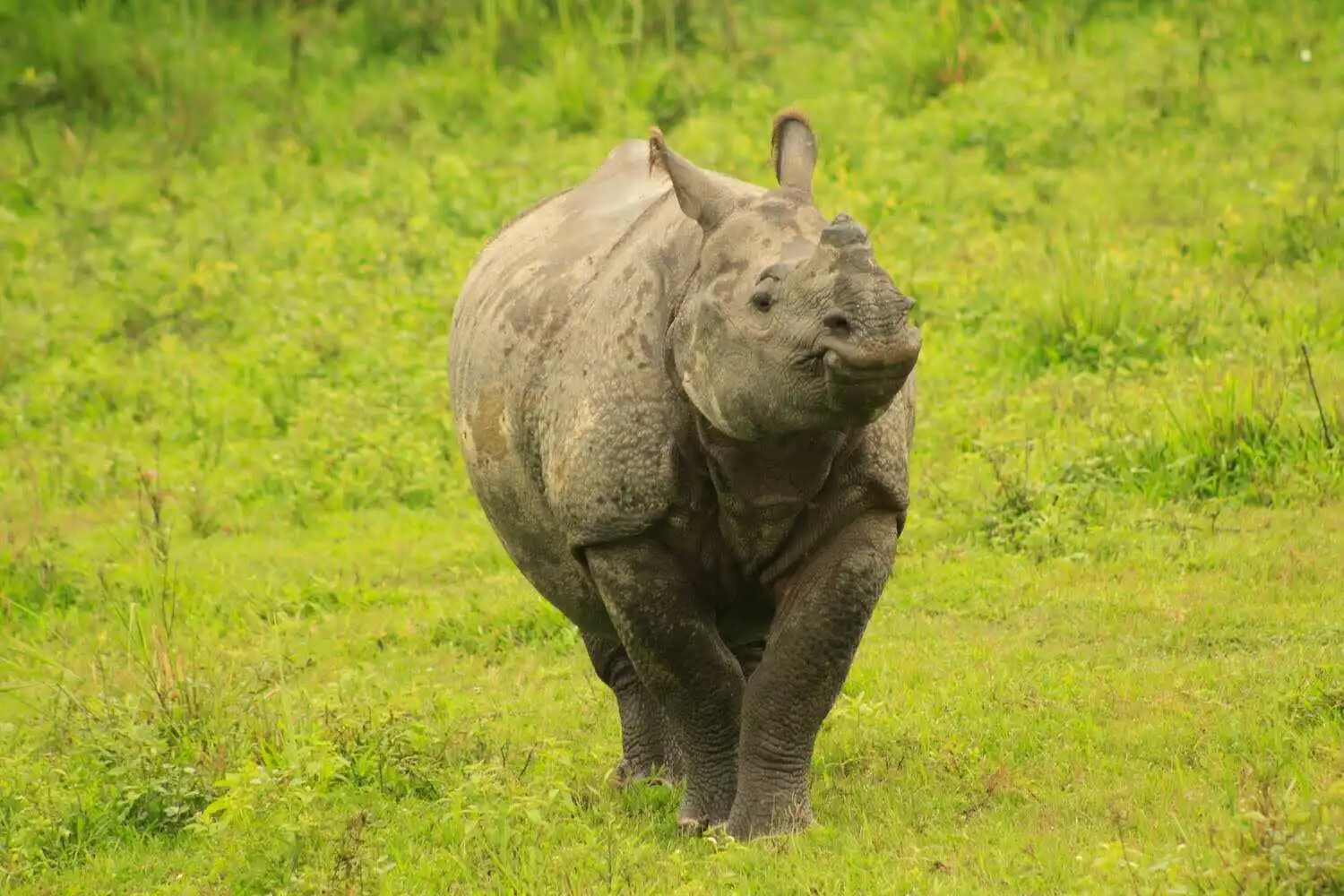 One Horned Rhino in Kaziranga