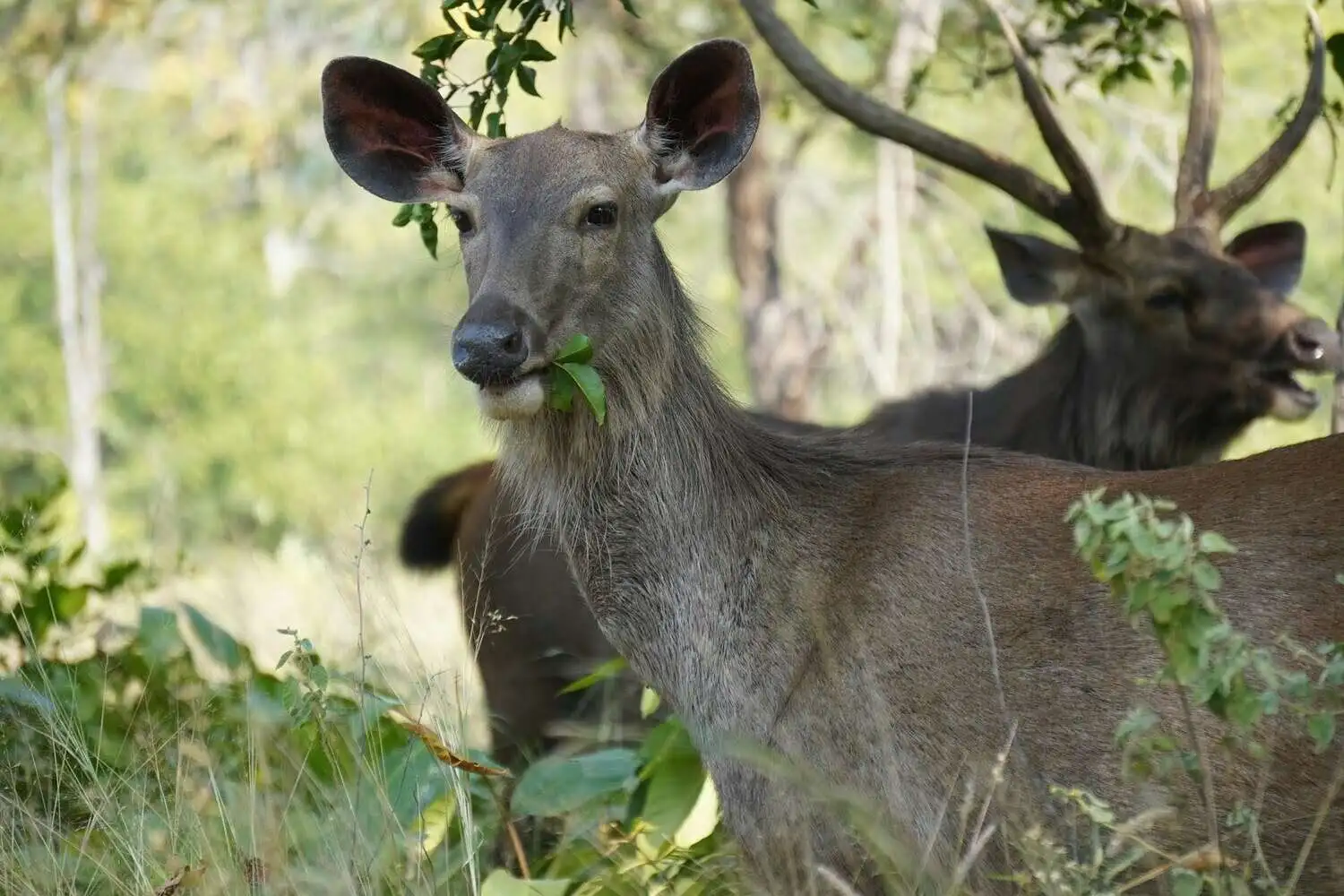 Sambar Deer in Panna