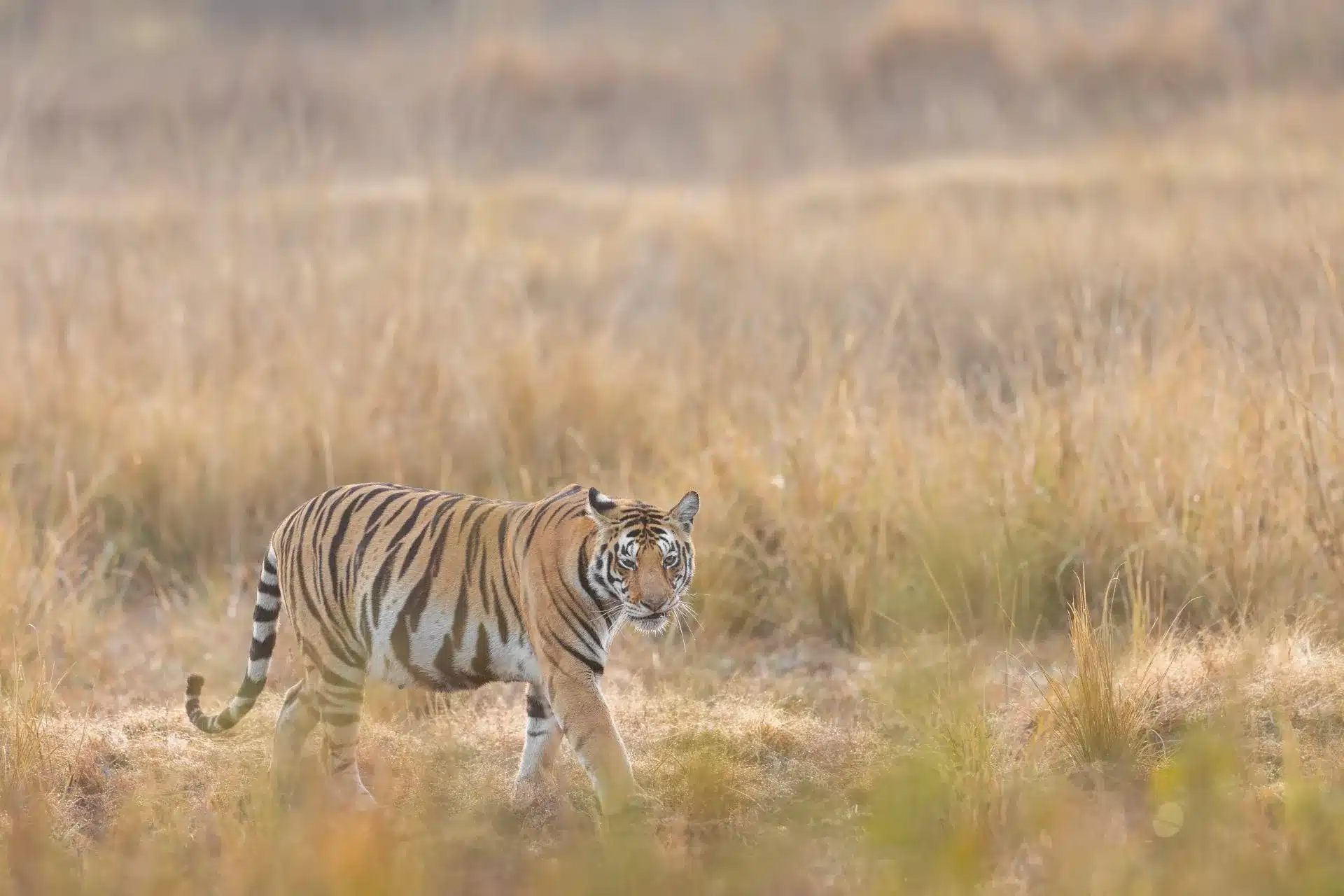 Bengal Tiger on Central india Tour