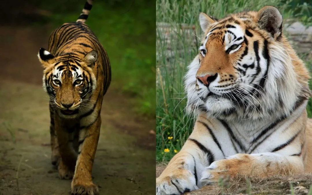 Bengal Tiger vs. Siberian Tiger: A Comparative Analysis