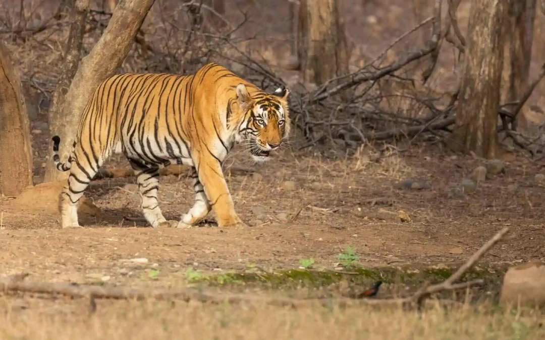 Best Time to Spot Tigers in India: A Season Guide