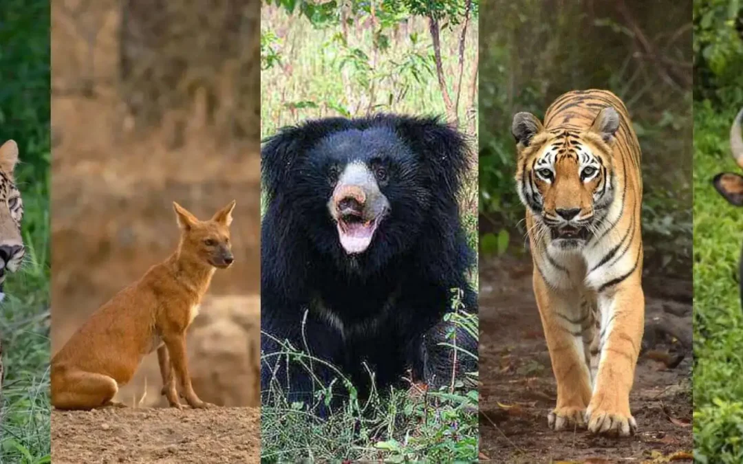 The Big 5 of Tadoba: A Wildlife Lover’s Paradise