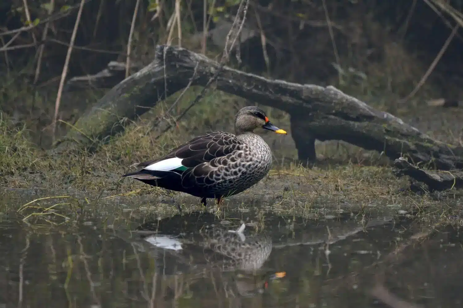 Duck in Bharatpur Bird Sanctuary