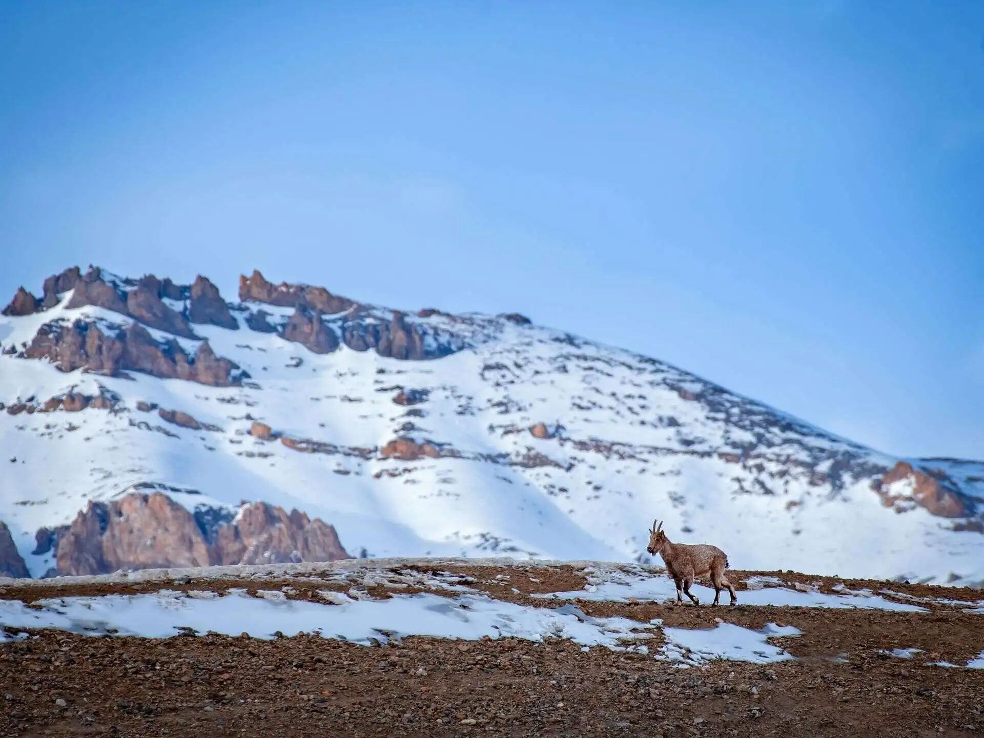 Ibex in Himalaya