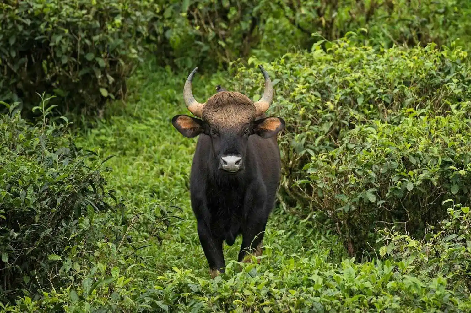 Indian Gaur Standing in Forest