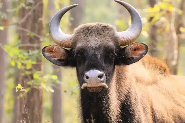 Indian Gaur