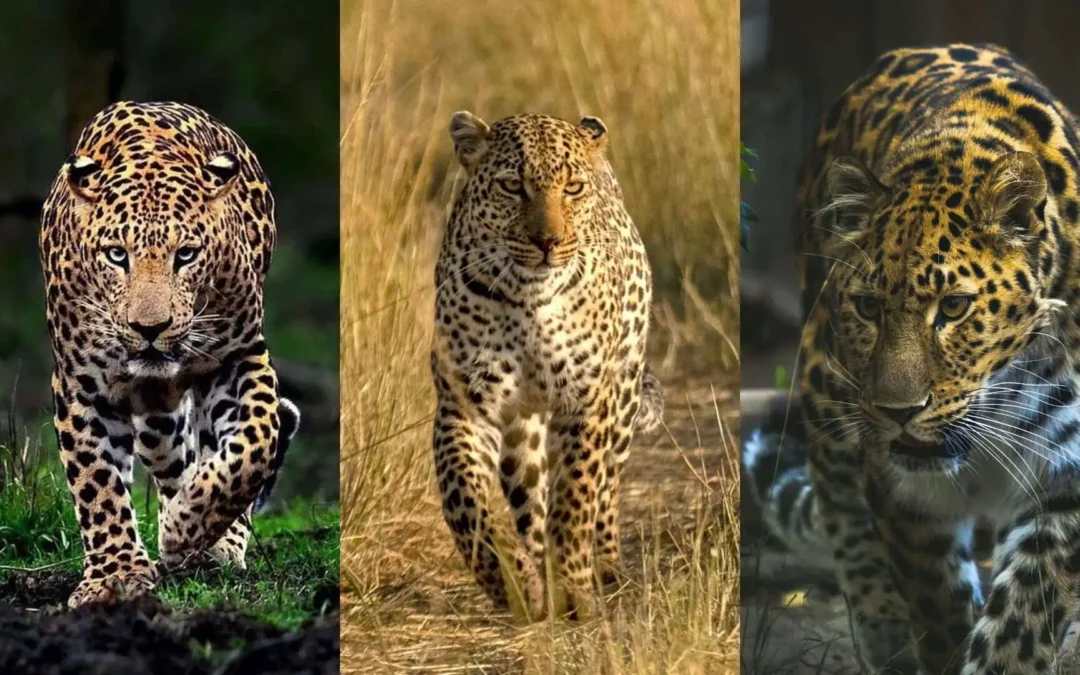 Indian Leopard vs. Amur Leopard vs. African Leopard