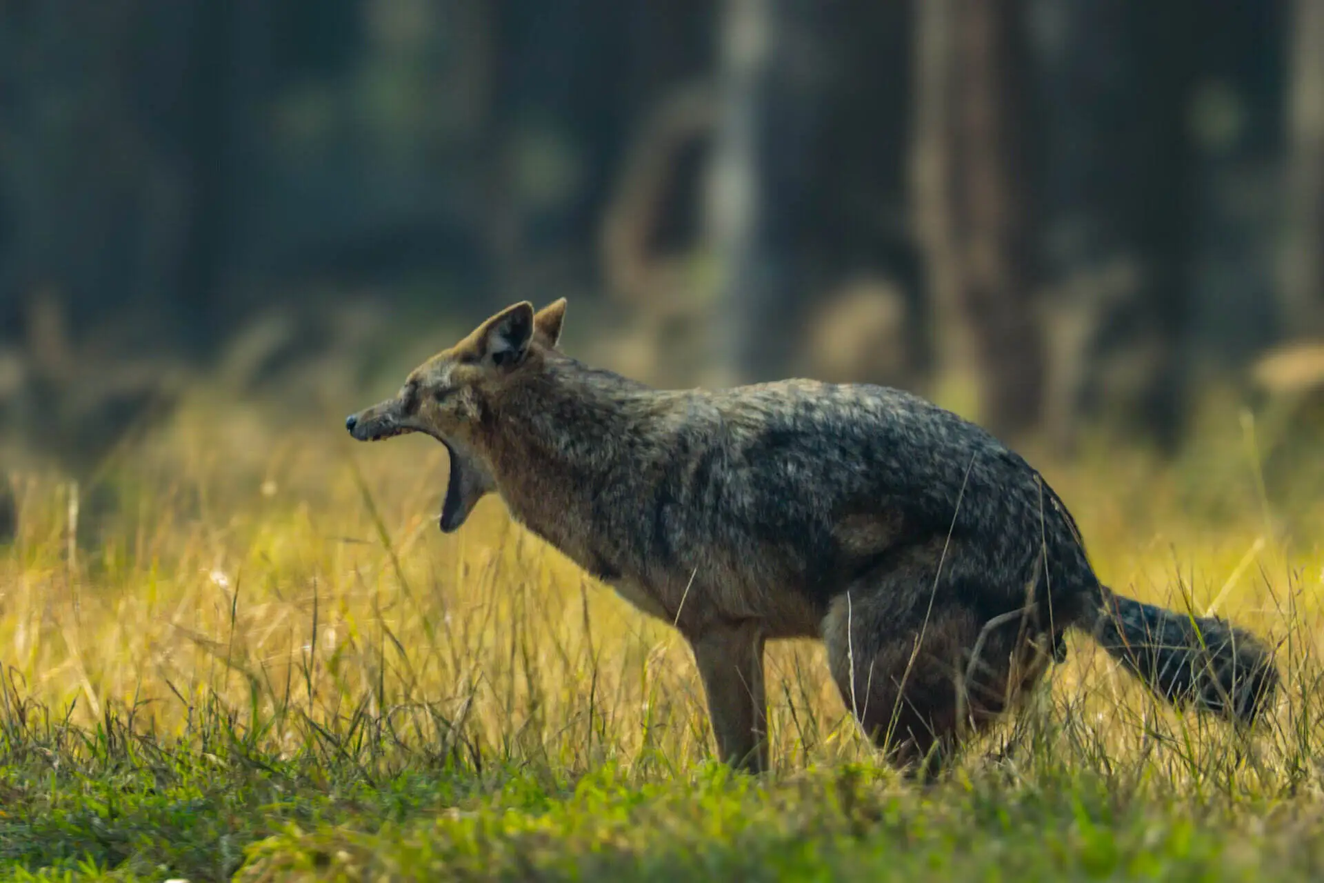 Jackal In Kanha