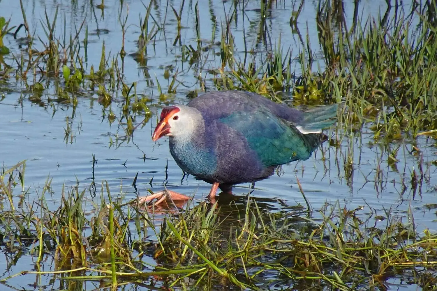 Purple Swamphen Bharatpur