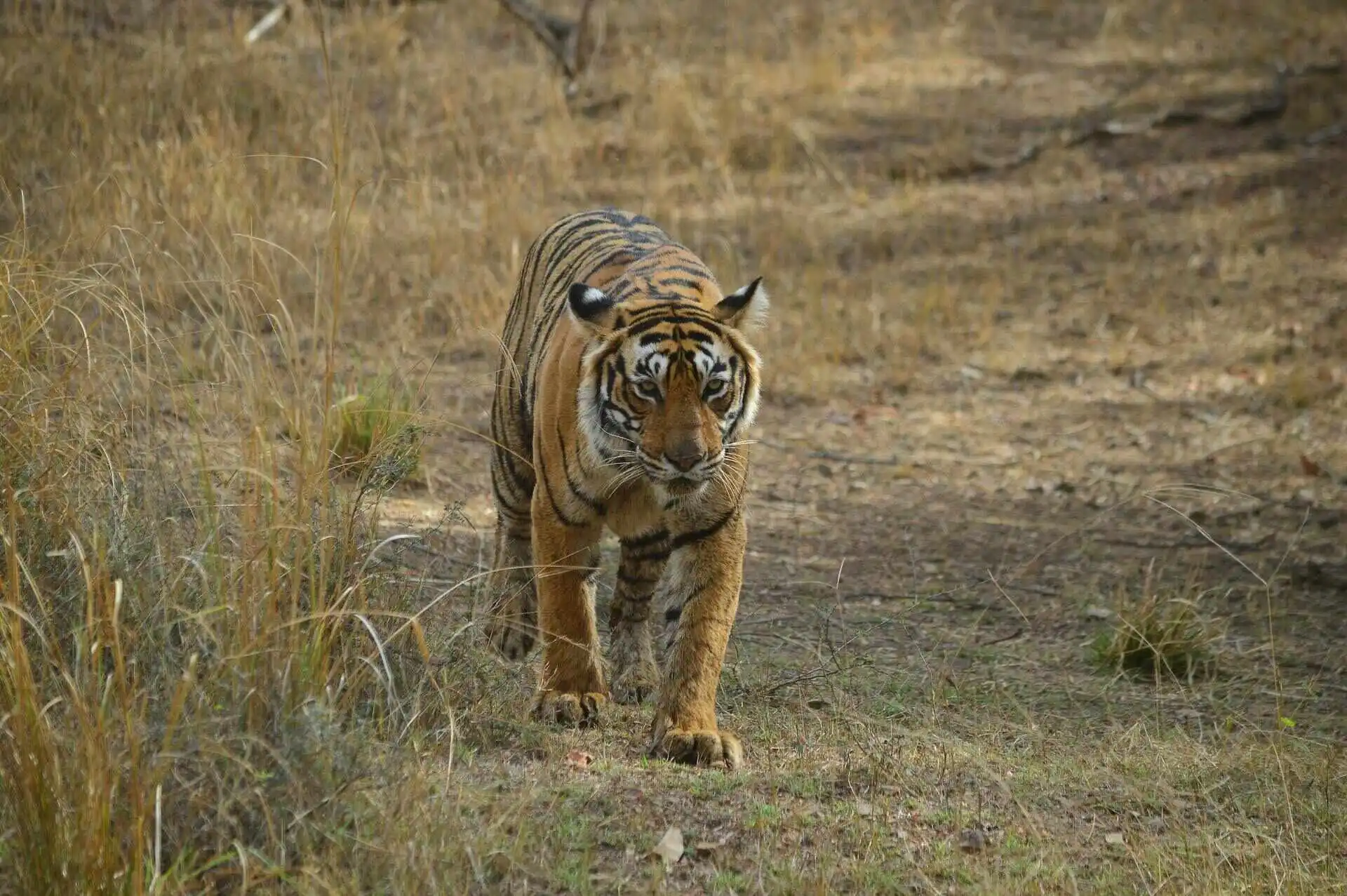 Tiger in Ranthambore