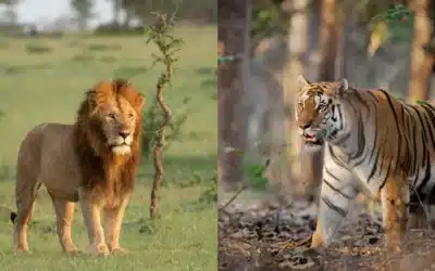 Safari in India vs Safari in Africa