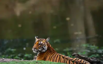 Top 5 Tiger Safari Packages Under $500