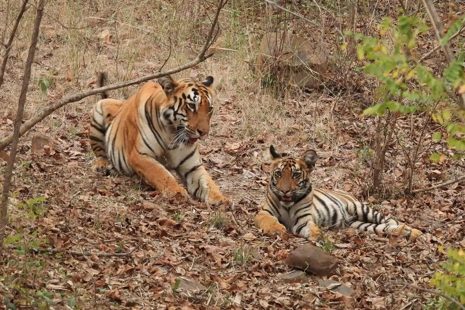 Satpura Tiger Reserve