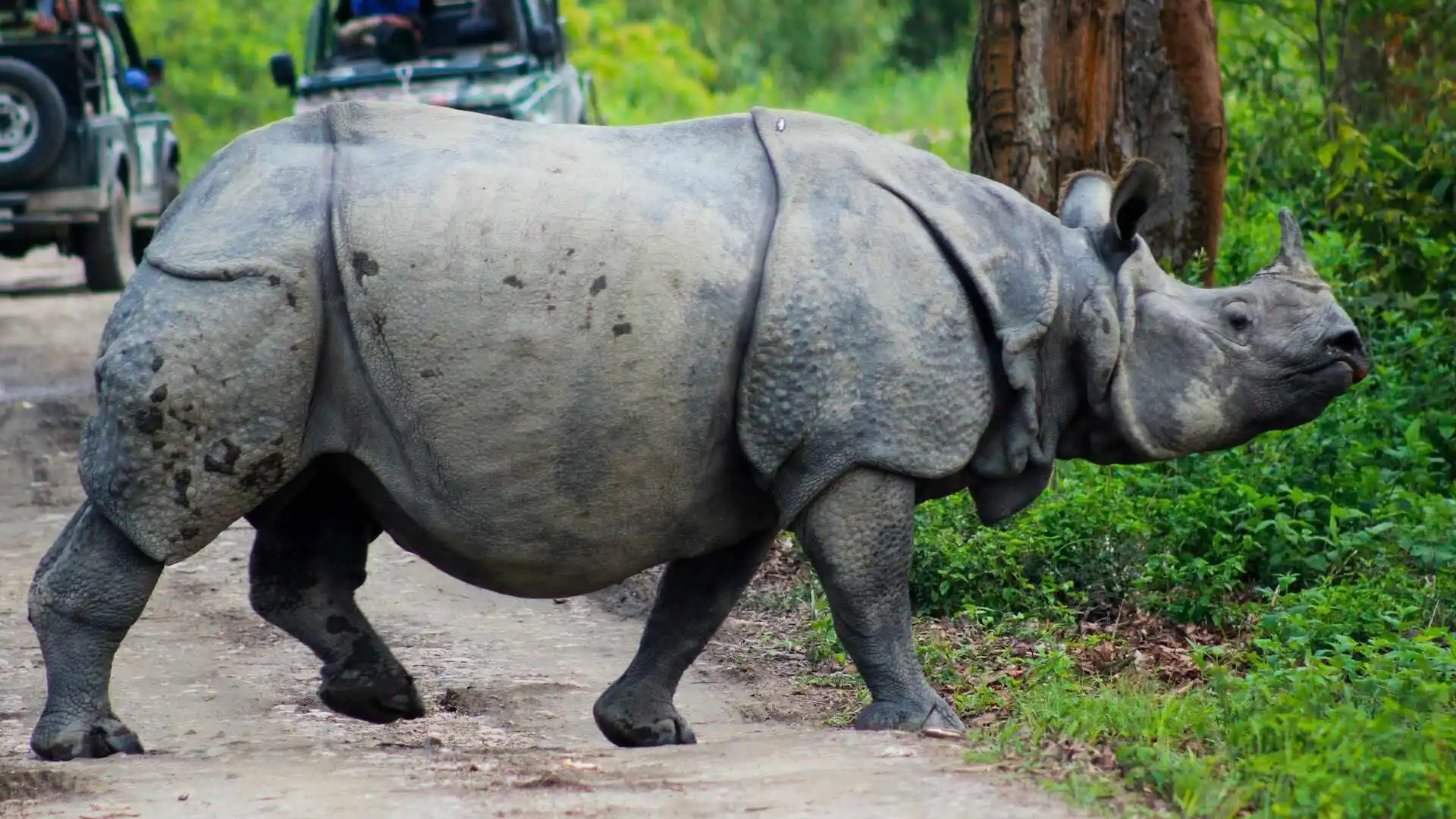 Single Horned Rhino Kaziranga