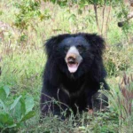 Sloth Bear India