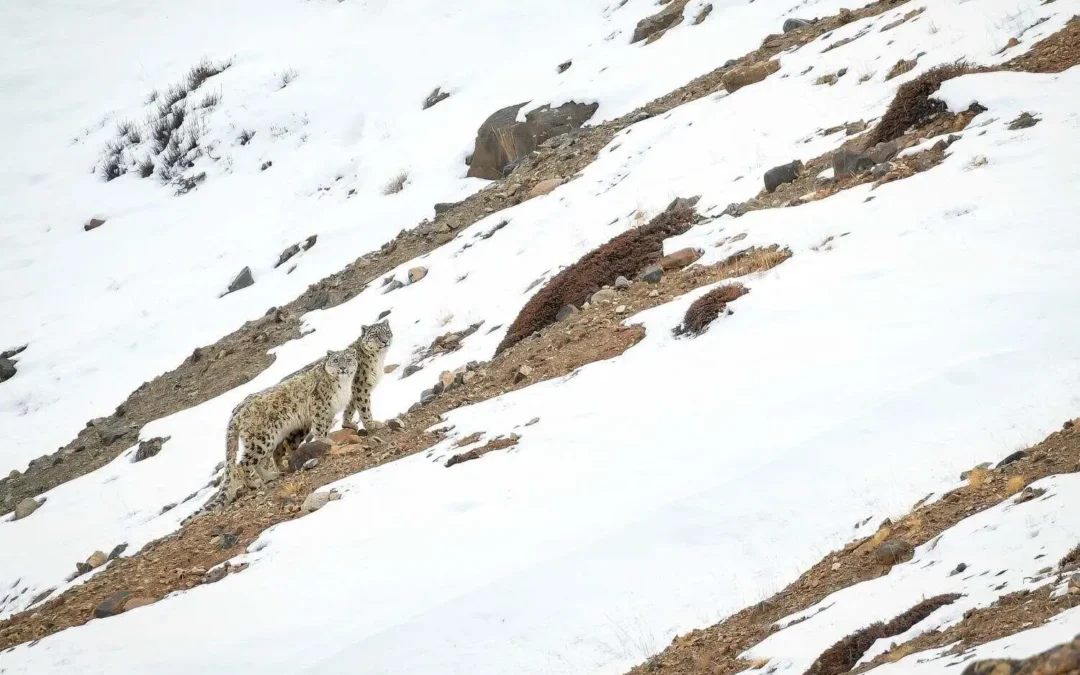 Snow Leopard – The ghosts of the Mountains