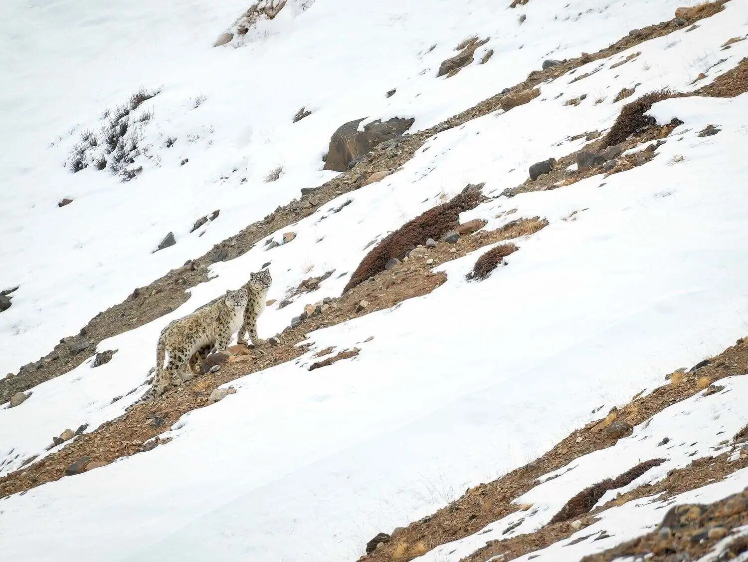 Snow Leopard on Rocky Slope