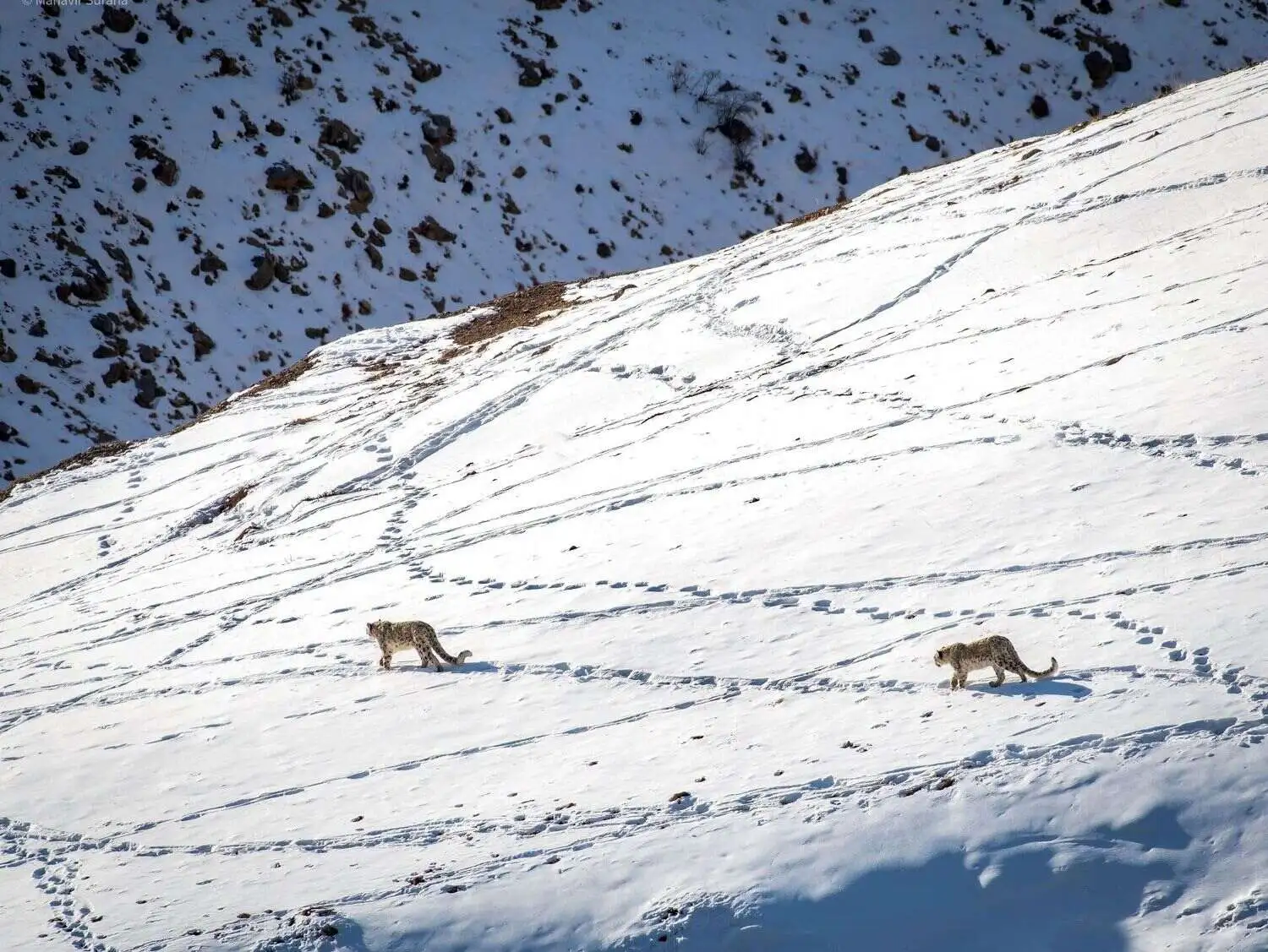 Snow Leopard Traversing Snowy Terrain