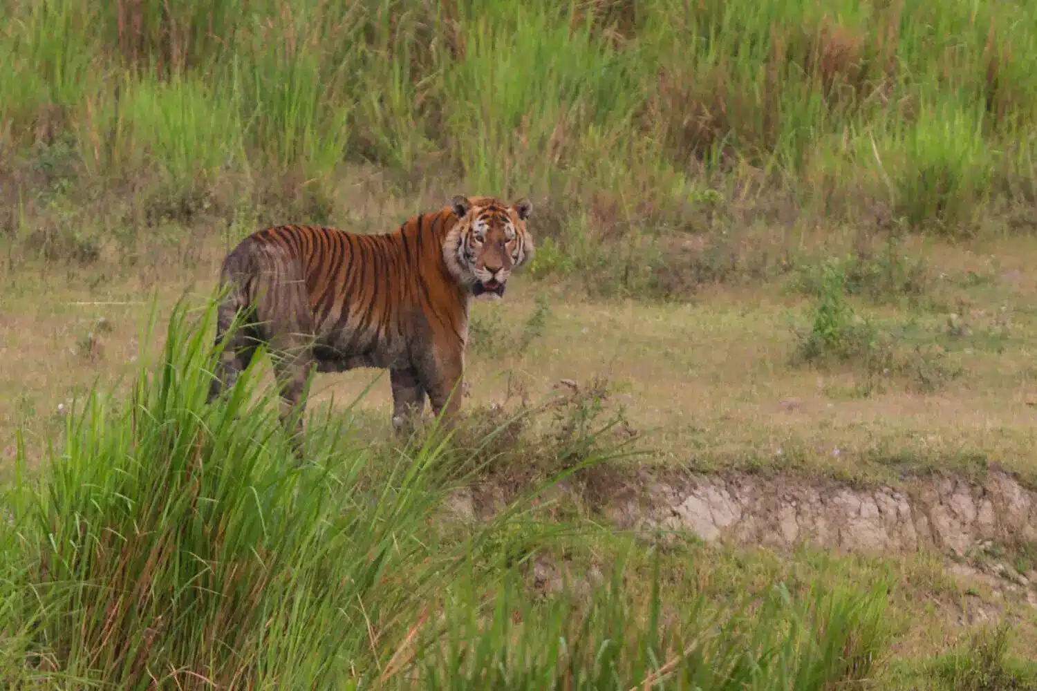 Tiger in Kaziranga