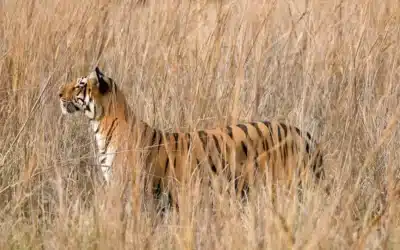 Top Tiger Safari Packages Under $1000 in India